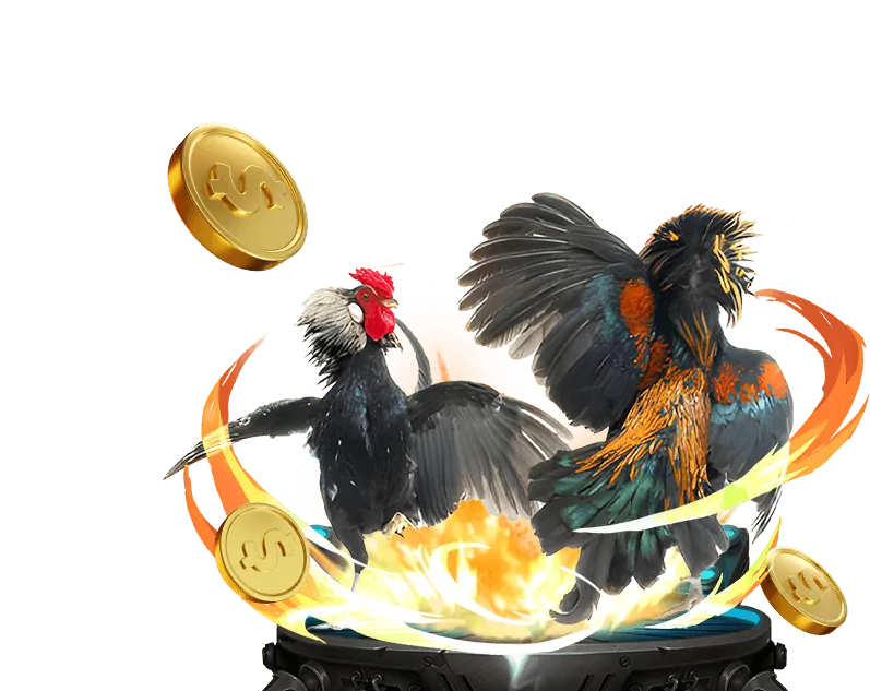 Cá cược thể thao Jili Code